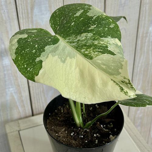 目玉商品　黄斑モンステラ タイコンステレーション 4号ロング黒鉢(個体おまかせ1鉢)※斑少なめ　イン...