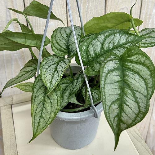 おすすめ　モンステラ シルテペカナ 4号吊り鉢(個体おまかせ1鉢)　インテリアグリーン 吊り下げ 吊...