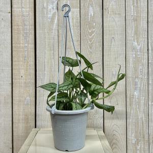 おすすめ モンステラ シルテペカナ 4号吊り鉢...の詳細画像1