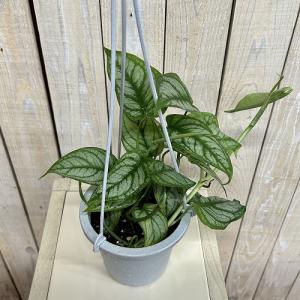 おすすめ モンステラ シルテペカナ 4号吊り鉢...の詳細画像2