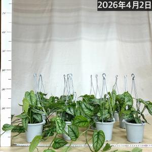 おすすめ モンステラ シルテペカナ 4号吊り鉢...の詳細画像3