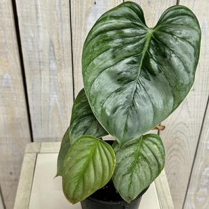 観葉植物　フィロデンドロン ソディロイ 3.5号ポット(個体おまかせ1鉢)　インテリアグリーン 室内園芸 おしゃれ 可愛い かわいい