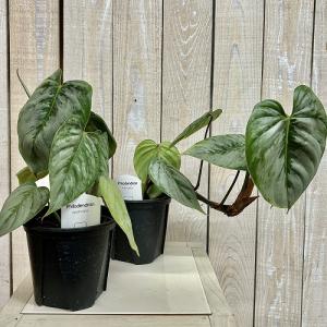 観葉植物 フィロデンドロン ソディロイ 3.5...の詳細画像1