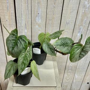 観葉植物 フィロデンドロン ソディロイ 3.5...の詳細画像2