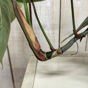 観葉植物 フィロデンドロン ソディロイ 3.5...の詳細画像3
