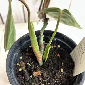 観葉植物 フィロデンドロン ソディロイ 3.5...の詳細画像4