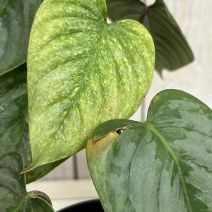 観葉植物 フィロデンドロン ソディロイ 3.5...の詳細画像5
