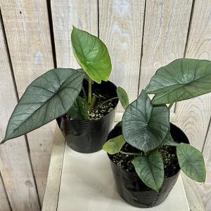 観葉植物 アロカシア レギネ 4号ポット(個体...の詳細画像2