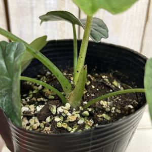 観葉植物 アロカシア レギネ 4号ポット(個体...の詳細画像3