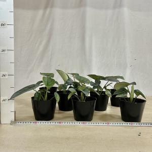 観葉植物 アロカシア レギネ 4号ポット(個体...の詳細画像4