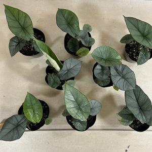 観葉植物 アロカシア レギネ 4号ポット(個体...の詳細画像5