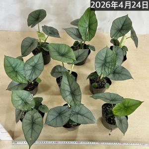 アロカシア レギネ 4号ポット(個体おまかせ1...の詳細画像5