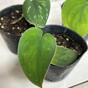 観葉植物　スキンダプサス Dragon Scale(ドラゴンスケール) 2.5号ポット(個体おまかせ1鉢)　インテリアグリーン 室内園芸 おしゃれ 可愛い かわいい