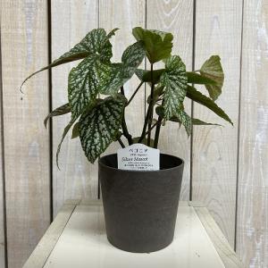 観葉植物 ベゴニア Silver Mascot...の詳細画像1