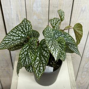 観葉植物 ベゴニア Silver Mascot...の詳細画像2
