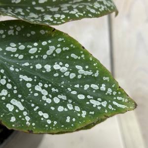 観葉植物 ベゴニア Silver Mascot...の詳細画像4