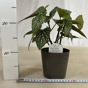 観葉植物 ベゴニア Silver Mascot...の詳細画像5