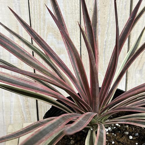 庭木苗　ユッカ アロイフォリア バリエガータ 苗 5号硬質ポット(個体おまかせ1鉢)　シンボルツリー...