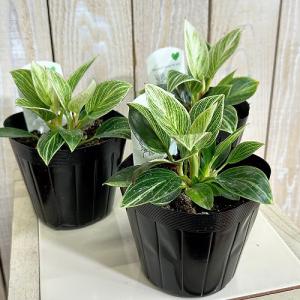 観葉植物 矮性フィロデンドロン バーキン コン...の詳細画像1