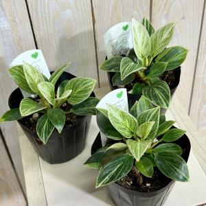 観葉植物 矮性フィロデンドロン バーキン コン...の詳細画像2