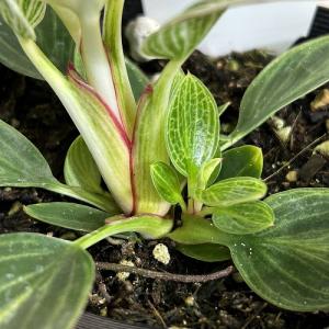 観葉植物 矮性フィロデンドロン バーキン コン...の詳細画像3