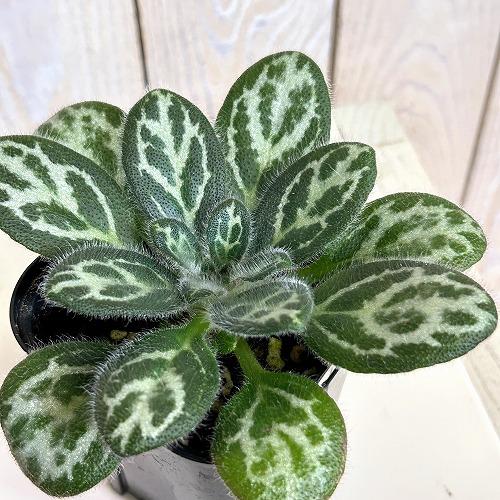 観葉植物　プリムリナ シノベトナミカ seeds 3号ロング角鉢(個体おまかせ1鉢)　インテリアグリ...