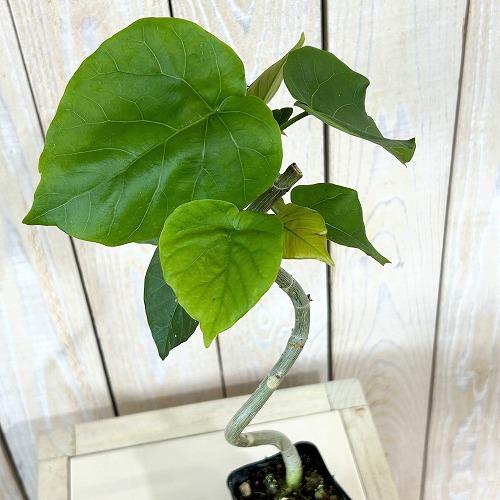 観葉植物　フィカス ウンベラータ 曲がり 2.5号ポット(個体おまかせ1鉢)　インテリアグリーン 室...