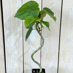 観葉植物 フィカス ウンベラータ 曲がり 2....の詳細画像1