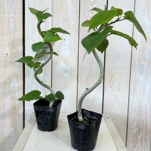 観葉植物 フィカス ウンベラータ 曲がり 2....の詳細画像2