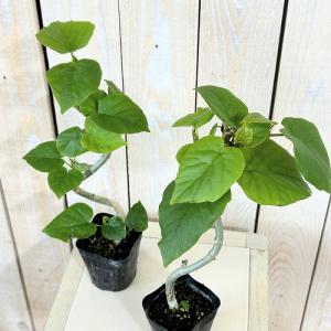 観葉植物 フィカス ウンベラータ 曲がり 2....の詳細画像3