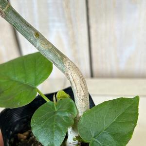 観葉植物 フィカス ウンベラータ 曲がり 2....の詳細画像4