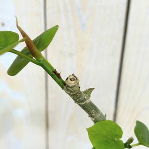 観葉植物 フィカス ウンベラータ 曲がり 2....の詳細画像5