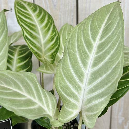 観葉植物　斑入りキサントソーマ リンデニーミント斑 3号ポット(個体おまかせ1鉢)　インテリアグリー...