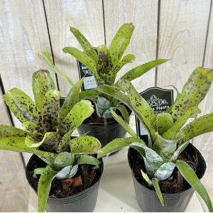 タンクブロメリア ネオレゲリア パウシローラ ...の詳細画像2