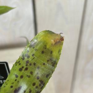 タンクブロメリア ネオレゲリア パウシローラ ...の詳細画像5