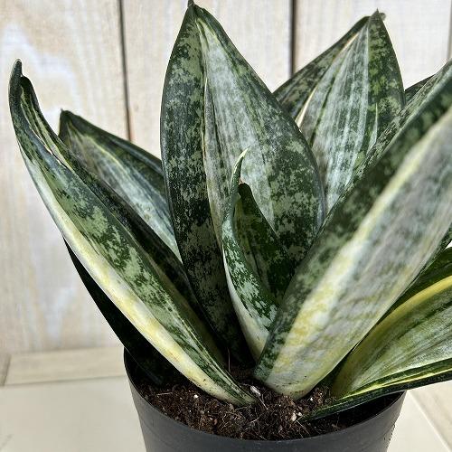 多肉植物　サンセベリア t. ハニー シルバーゼブラ 3号ポット(個体おまかせ1鉢)　インテリアグリ...