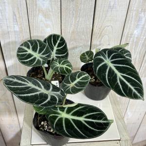 観葉植物 アロカシア ニンジャ 3号ポット(個...の詳細画像1