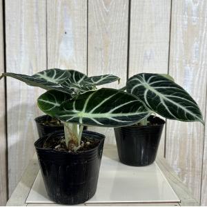 観葉植物 アロカシア ニンジャ 3号ポット(個...の詳細画像2