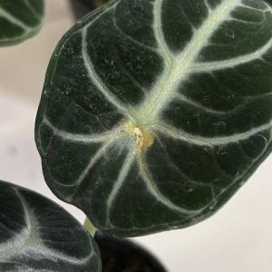 観葉植物 アロカシア ニンジャ 3号ポット(個...の詳細画像3