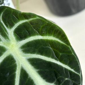 観葉植物 アロカシア ニンジャ 3号ポット(個...の詳細画像4