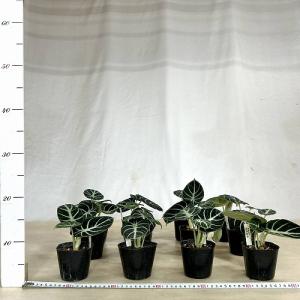 観葉植物 アロカシア ニンジャ 3号ポット(個...の詳細画像5