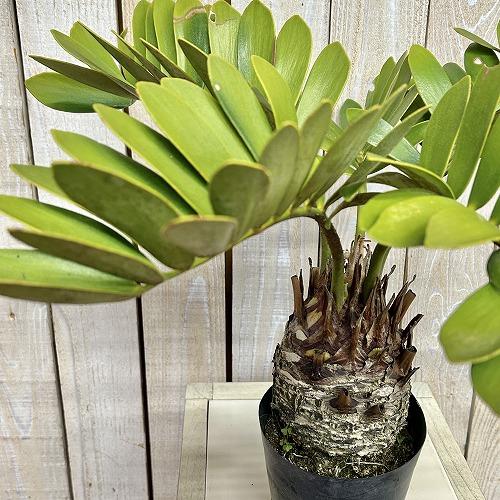 観葉植物　メキシコソテツ(ザミア フルフラケア) 4号硬質ポット(個体おまかせ1鉢)　インテリアグリ...
