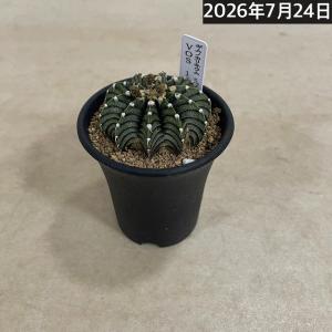 サボテン 【個体B】ギムノカリキウム ミハノビ...の詳細画像1