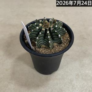 サボテン 【個体B】ギムノカリキウム ミハノビ...の詳細画像2