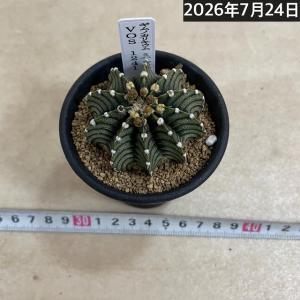 サボテン 【個体B】ギムノカリキウム ミハノビ...の詳細画像5