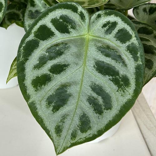 おすすめ　アンスリウム ドラヤキ 4号白鉢(個体おまかせ1鉢)　インテリアグリーン 室内園芸 おしゃ...