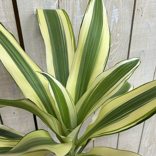 観葉植物　斑入りドラセナ 白斑 5号鉢(個体おまかせ1鉢)　インテリアグリーン 室内園芸 おしゃれ ...