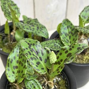 【訳あり】観葉植物　ドリミオプシス マクラ−タ 3号鉢(個体おまかせ1鉢)　インテリアグリーン 室内園芸 おしゃれ 可愛い かわいい