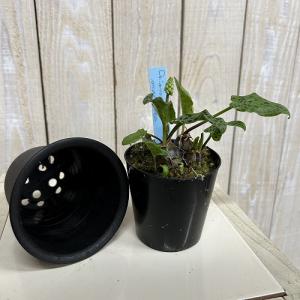 【訳あり】観葉植物 ドリミオプシス マクラ-タ...の詳細画像1