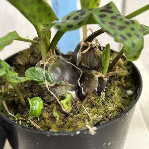 【訳あり】観葉植物 ドリミオプシス マクラ-タ...の詳細画像2